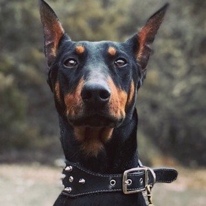 Akela the Doberman Profile Picture