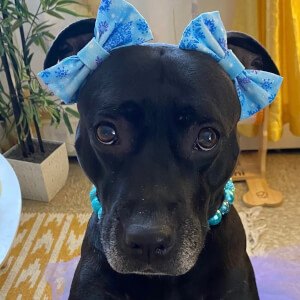 Akira the Black Pitbull Profile Picture