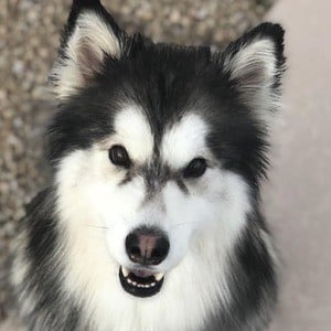 Bandit the Husky Profile Picture