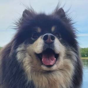 bentley_fluffball Profile Picture