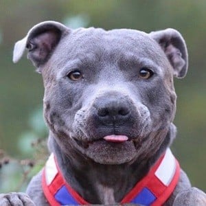 Blue Staffy Ramsey Profile Picture