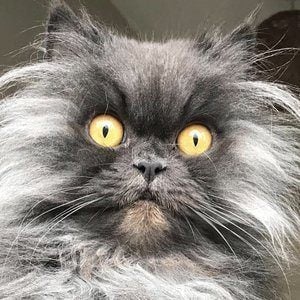 Bobbie the Persian Profile Picture