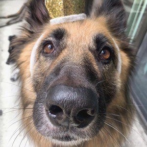 Brooklyn the German Shephard Profile Picture