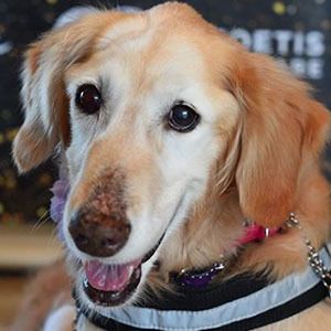 Chi Chi Rescue Dog Profile Picture
