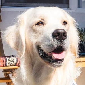 Chilaquil Profile Picture