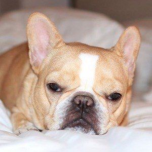 Chloe The Mini Frenchie Profile Picture