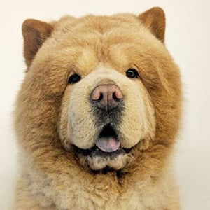 Chowder the Bear Dog Profile Picture