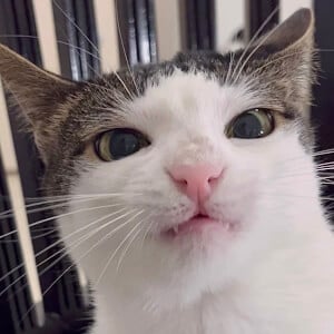 Crunchy Cat Luna Profile Picture