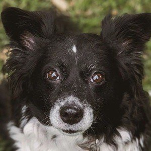 Daisy the Border Collie Profile Picture