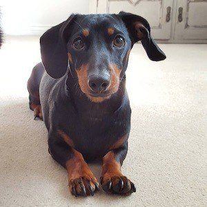 Dobby the Mini Dachshund Profile Picture