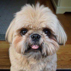 Dougie the Shih Tzu Profile Picture