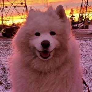 Enzo the Samoyed Profile Picture