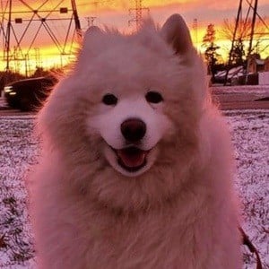 Enzo the Samoyed Profile Picture