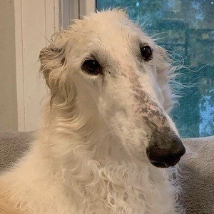 Eris The Borzoi Profile Picture