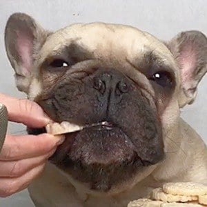 Griffin Frenchie Profile Picture