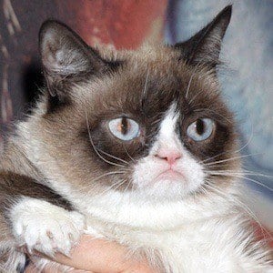 Grumpy Cat Profile Picture