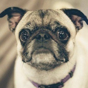 Guppy the Pug Profile Picture