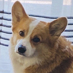 Hammy the Corgi Profile Picture