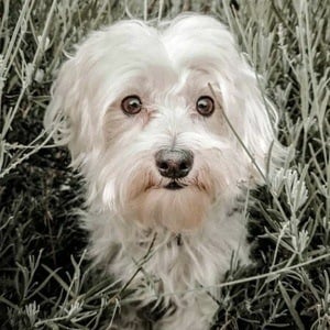 Happy the Maltes Dog Profile Picture