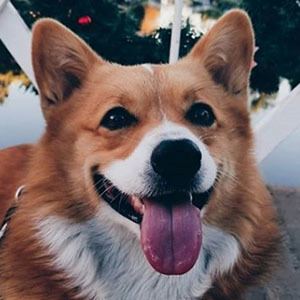 Harlan the Corgi Profile Picture