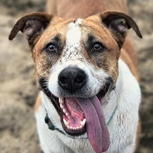 Henry the Colorado Dog Profile Picture
