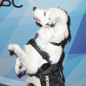 Hero The Super Collie Age Family Bio Famous Birthdays