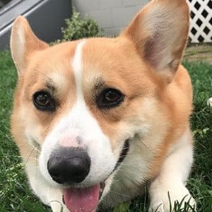 Huckleberry the Corgi Profile Picture