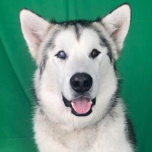 Hugo The Malamute Profile Picture