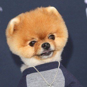 JiffPom Profile Picture