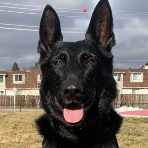 k9shiloh Profile Picture