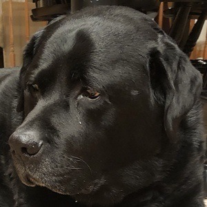 kaseytheenglishlab Profile Picture