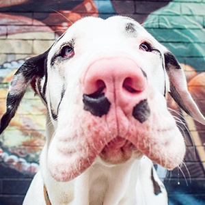 Kernel the Great Dane Profile Picture