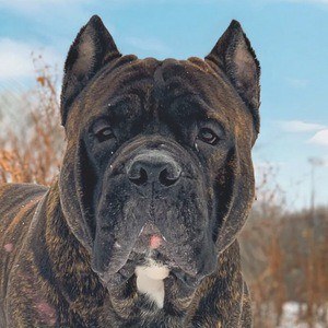Leo the Cane Corso Profile Picture