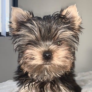 Leo the Yorkie Profile Picture