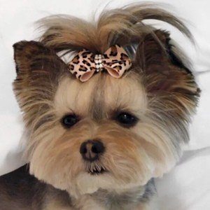 Liv the Morkie Profile Picture