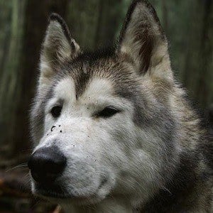 Loki the Wolf Dog Profile Picture