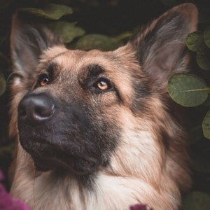 Lola the GSD Profile Picture