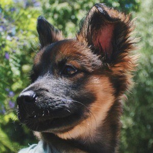 Lola the Husky Profile Picture