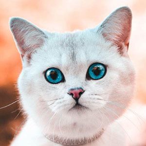 Lyo the Cat Profile Picture