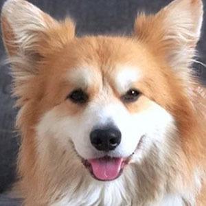 Marcel Le Corgi Profile Picture