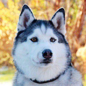 Maska the Husky Profile Picture