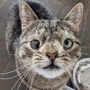 Maya the Cat Profile Picture