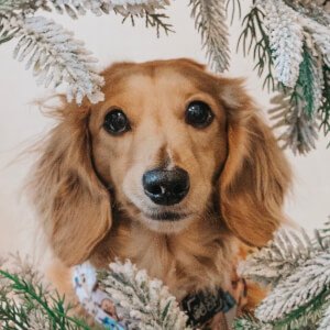 MAYA the Mini Dachshund Profile Picture