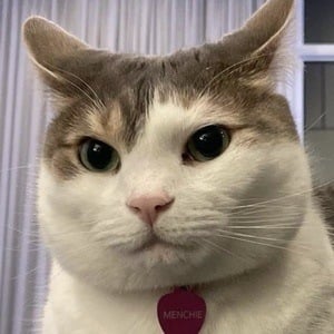 Menchie the Cat Profile Picture