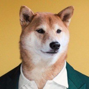 Menswear Dog Profile Picture