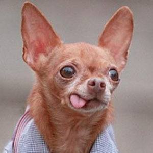 Mervin the Chihuahua Profile Picture