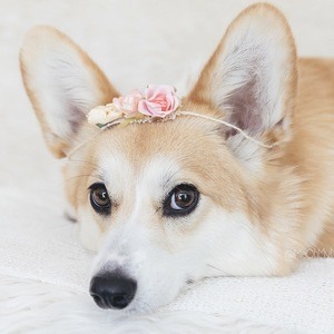 Mia the Corgi Profile Picture