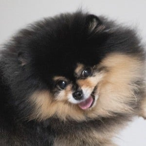 Mocha the Pomeranian Profile Picture