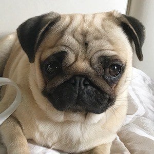 Moka The Adorable Pug Profile Picture