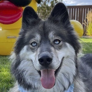 Kakoa MyMountainHusky Profile Picture